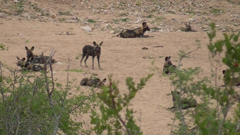 Painted Dogs_Krueger.jpg